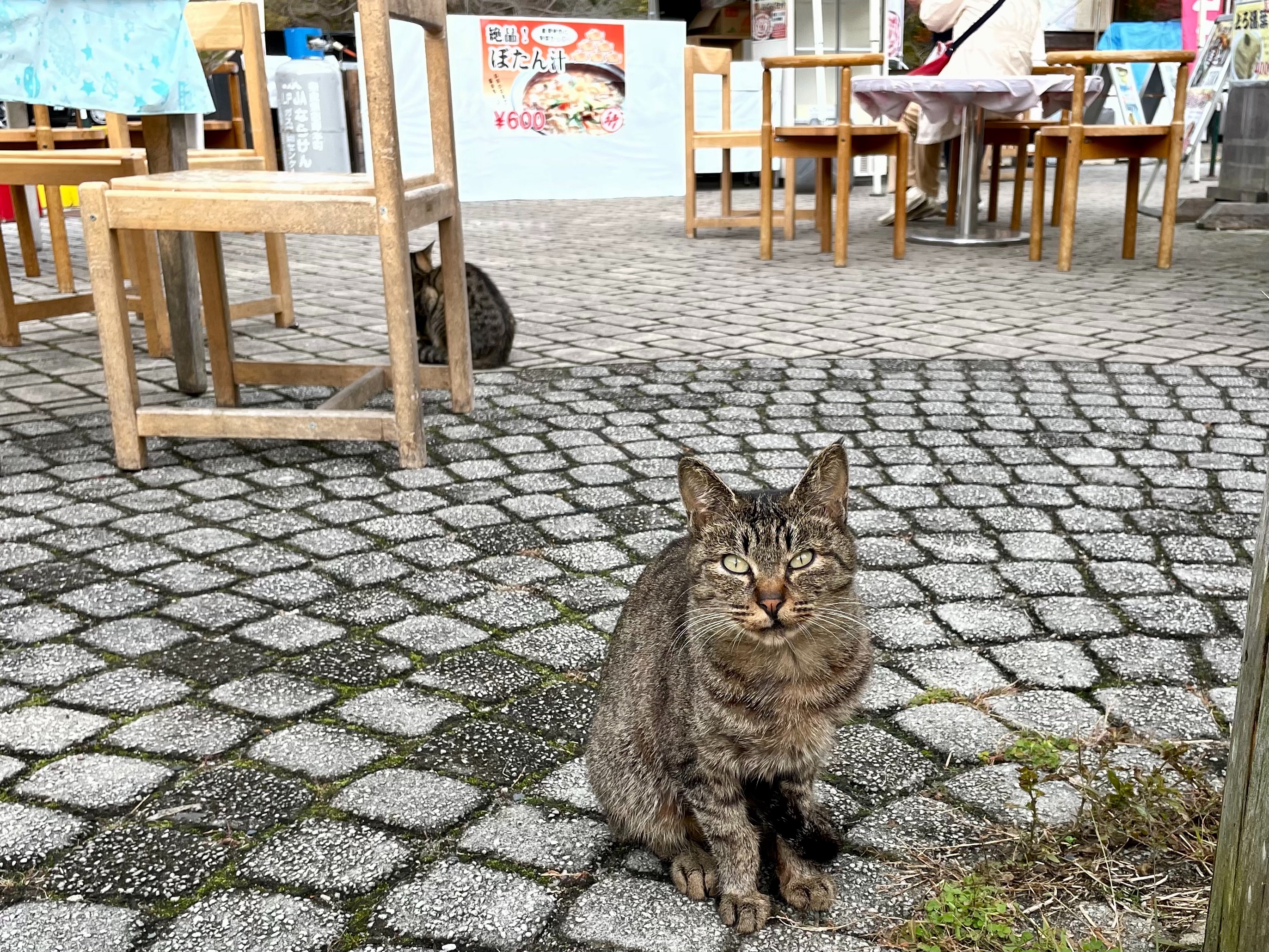 f:id:dendenpu:20221202103130j:image