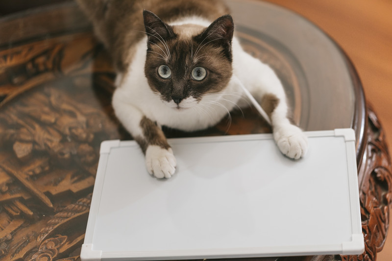 f:id:denken3net:20190103090039j:plain f:id:denken3net:20190103090039j:plain