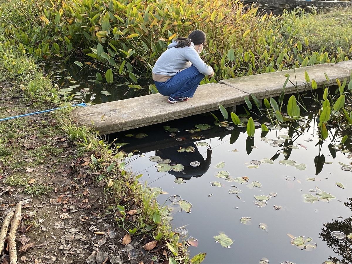 f:id:denkitunes:20201108143452j:plain