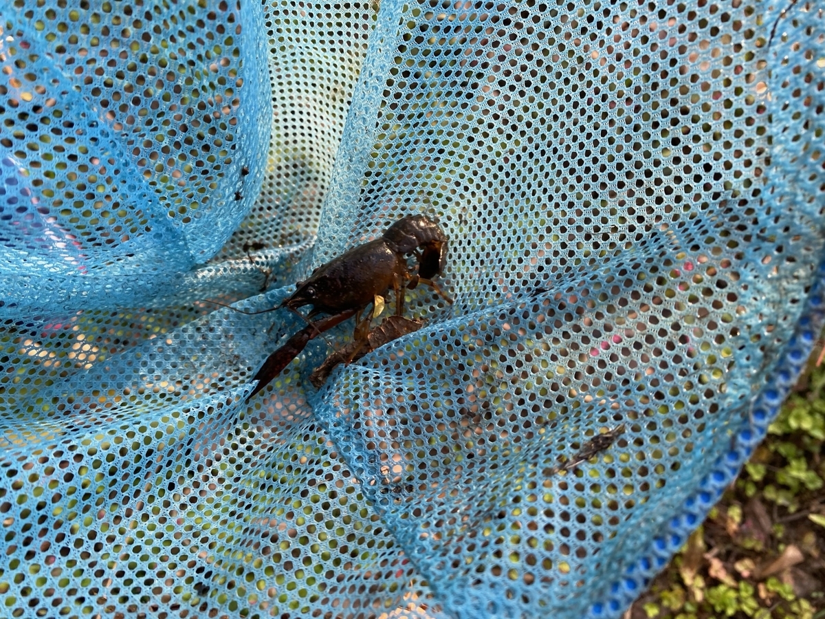 f:id:denkitunes:20201108143531j:plain