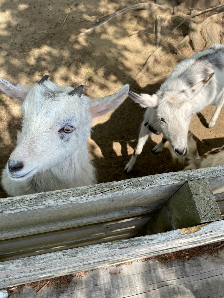 f:id:denkitunes:20210619113752j:image