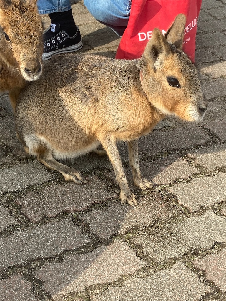 f:id:denkitunes:20211229201525j:image