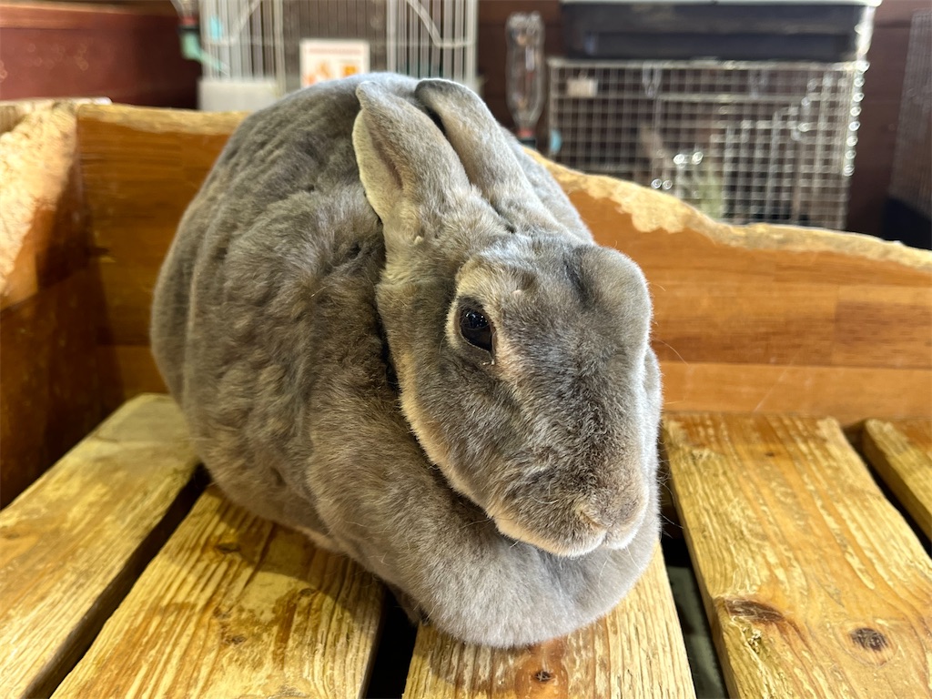 f:id:denkitunes:20211229204629j:image