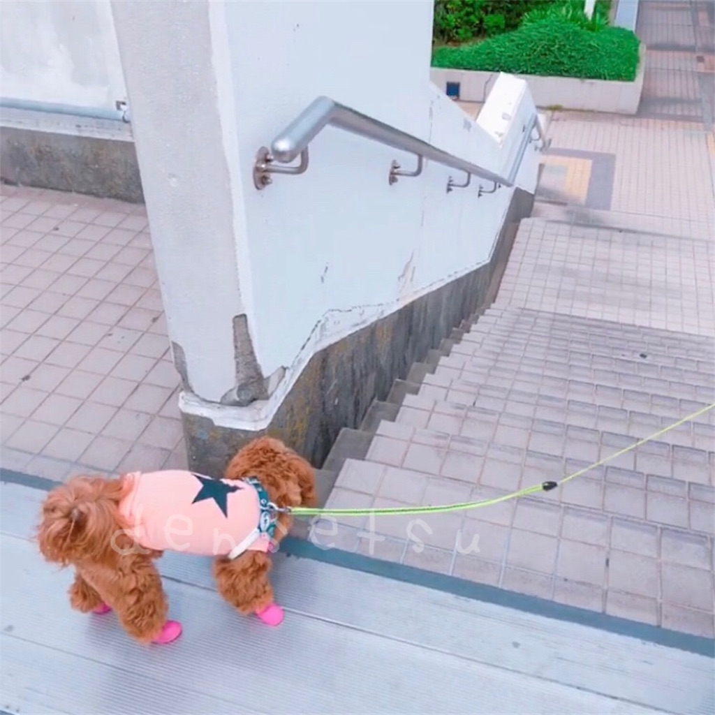 1足持っておくと安心 犬用の靴 伝説のhappy Life