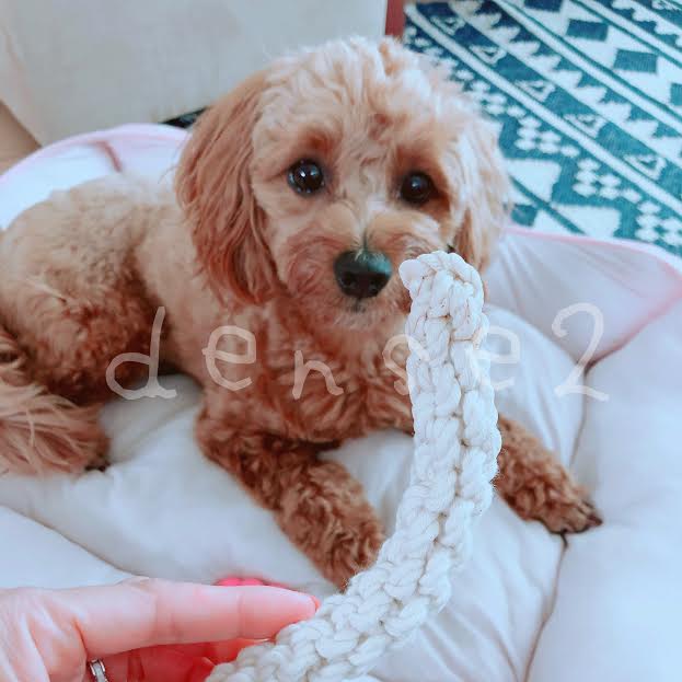 f:id:densetsu:20190913210554j:plain