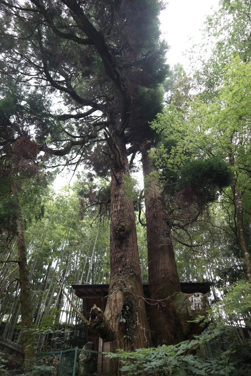 f:id:dent1844:20190711231642j:plain f:id:dent1844:20190711231642j:plain