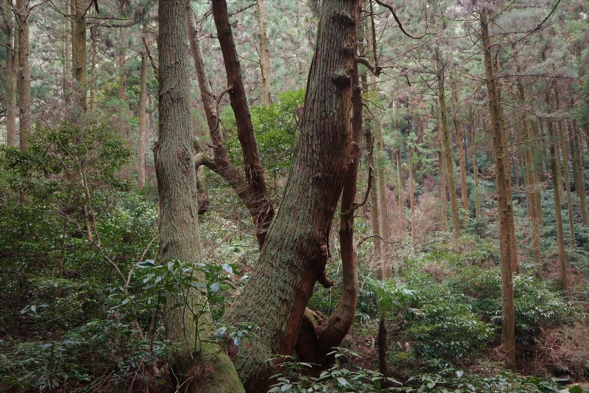 f:id:dent1844:20200422212545j:plain f:id:dent1844:20200422212545j:plain