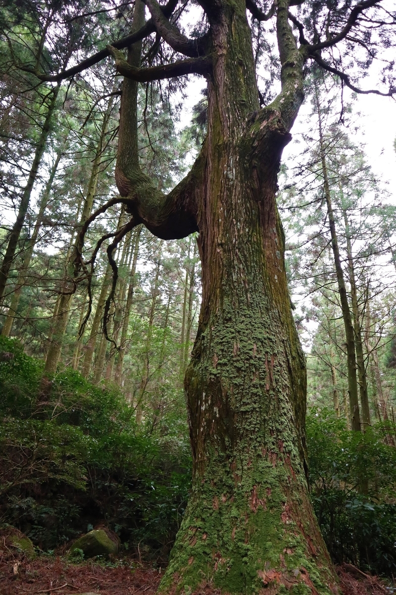 f:id:dent1844:20200422213226j:plain f:id:dent1844:20200422213226j:plain