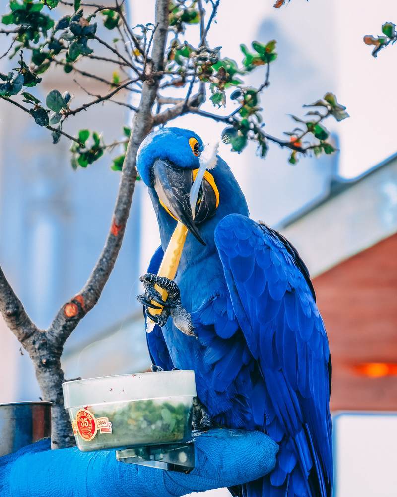 鳥が歯磨きしている写真