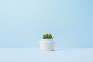 観葉植物の写真