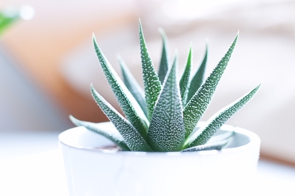観葉植物の写真