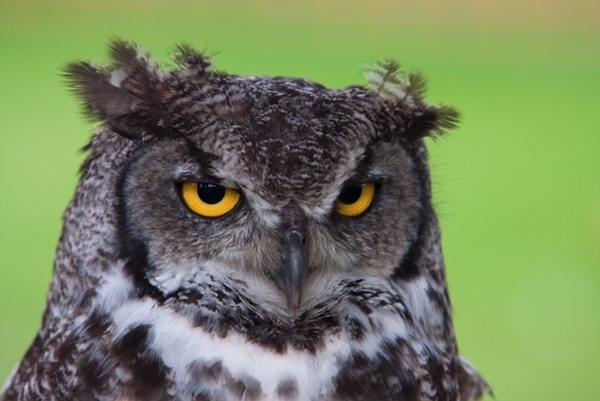 フクロウの写真