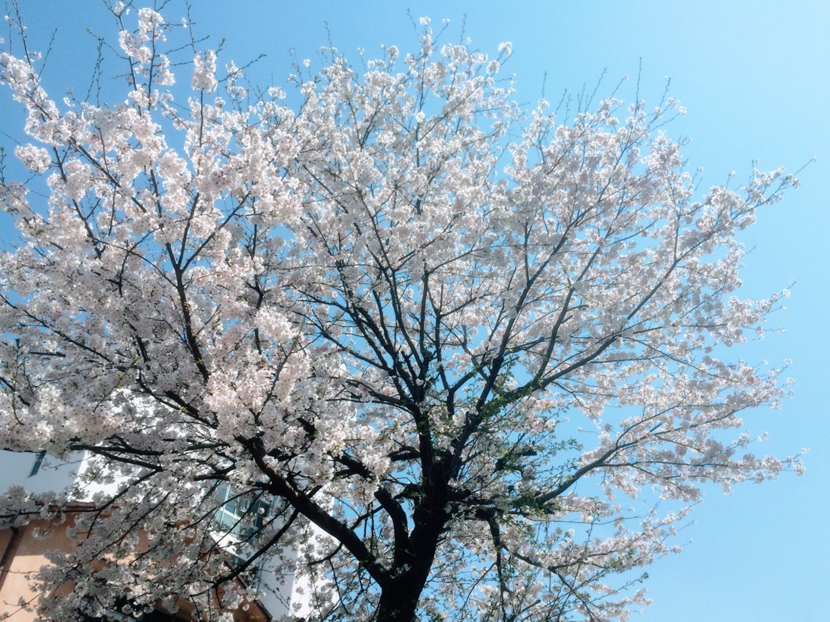 f:id:deokisikun:20200404130024p:plain