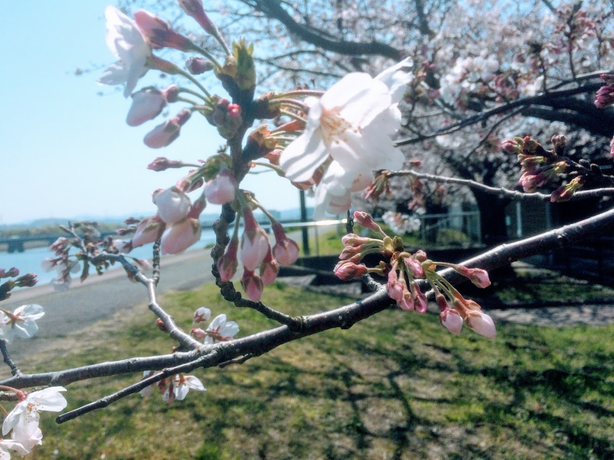 f:id:deokisikun:20200404130111p:plain
