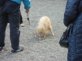 護王神社のイノシシ。