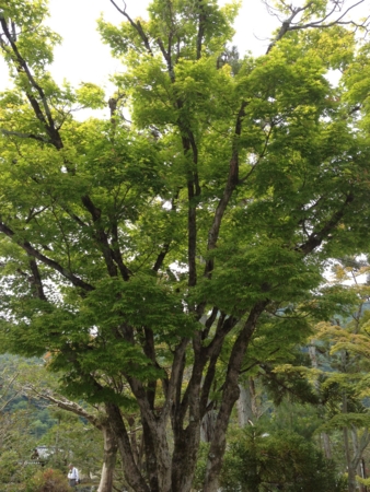 20120602のイベント。scrap。妖怪電車からの脱出。嵐山の天龍寺。