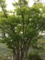 20120602のイベント。scrap。妖怪電車からの脱出。嵐山の天龍寺。