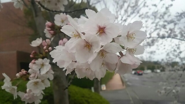 f:id:dera_noki:20170407234502j:image f:id:dera_noki:20170407234502j:image