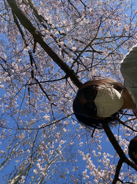 f:id:dera_noki:20200323231909j:image