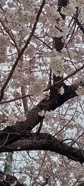 f:id:dera_noki:20220326230253j:image f:id:dera_noki:20220326230253j:image