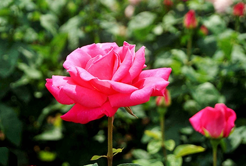 f:id:derasinex:20140529082650j:image f:id:derasinex:20140529082650j:image