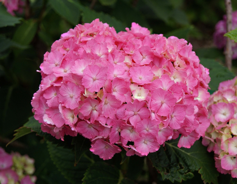 f:id:derasinex:20140612190421j:image f:id:derasinex:20140612190421j:image
