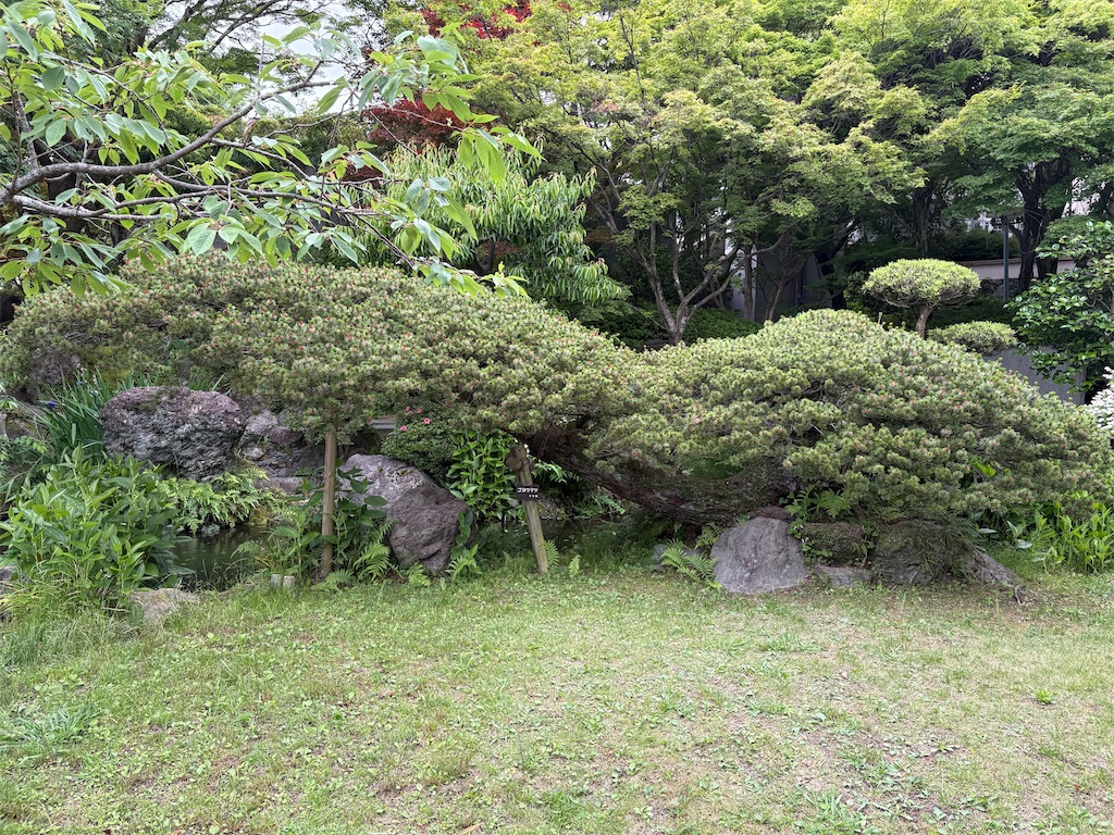 f:id:derbinglejp:20260531184200j:image