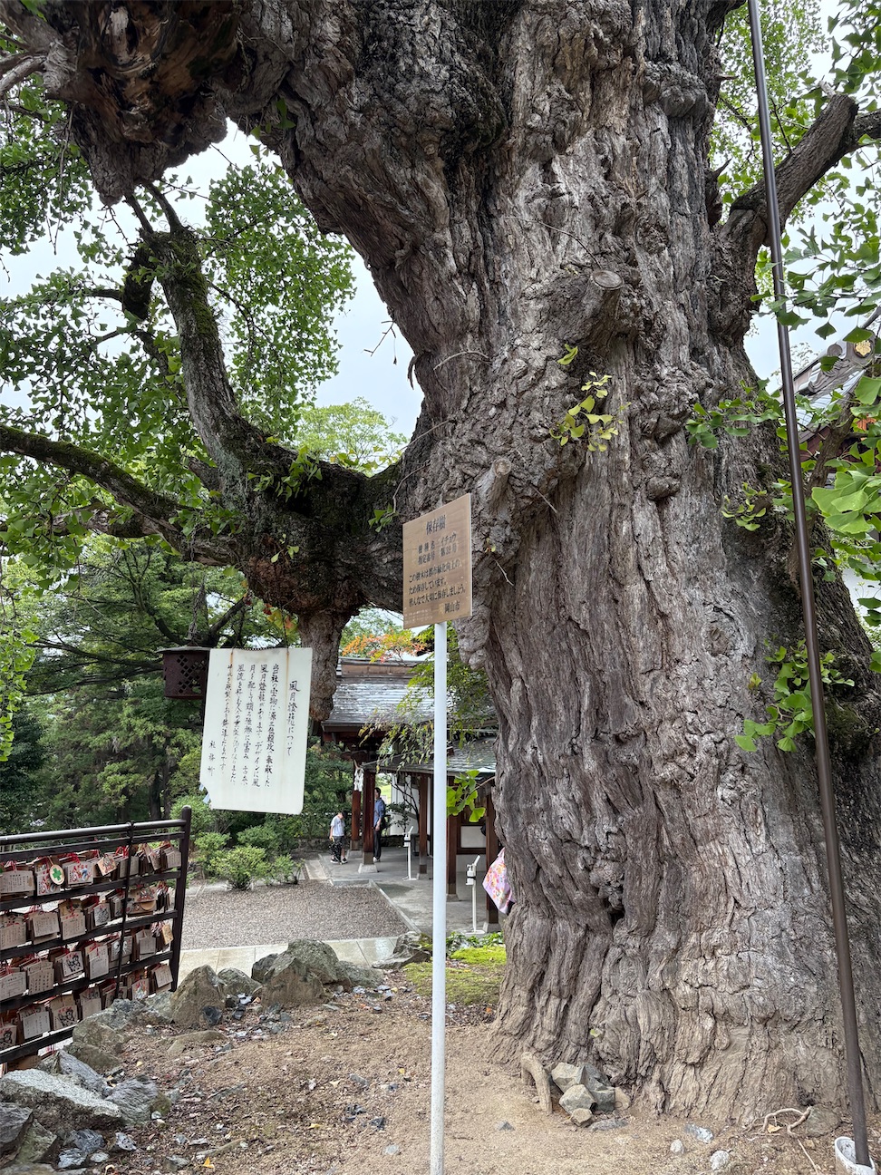 f:id:derbinglejp:20261004111558j:image