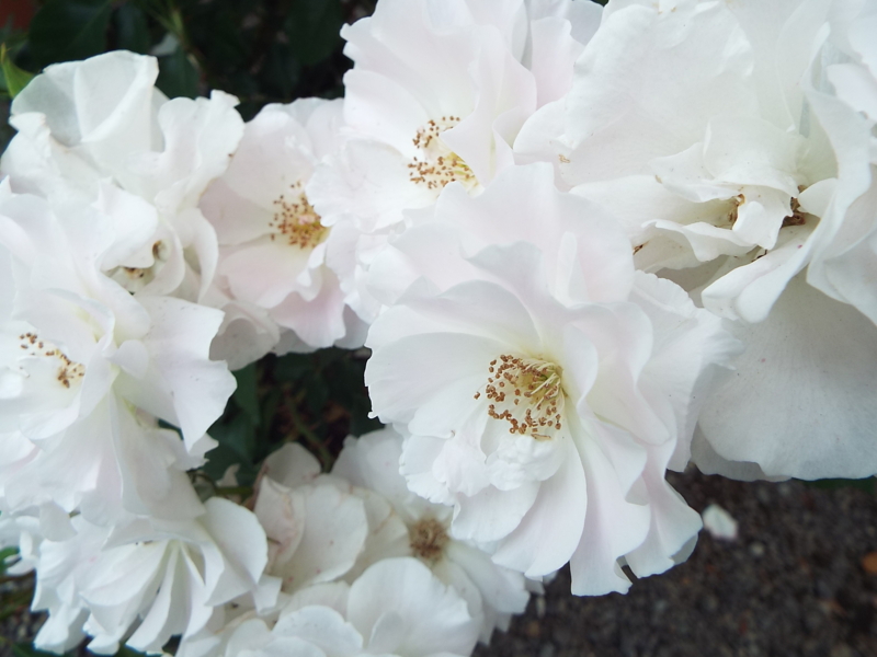 f:id:desertrose2001:20150215203805j:plain