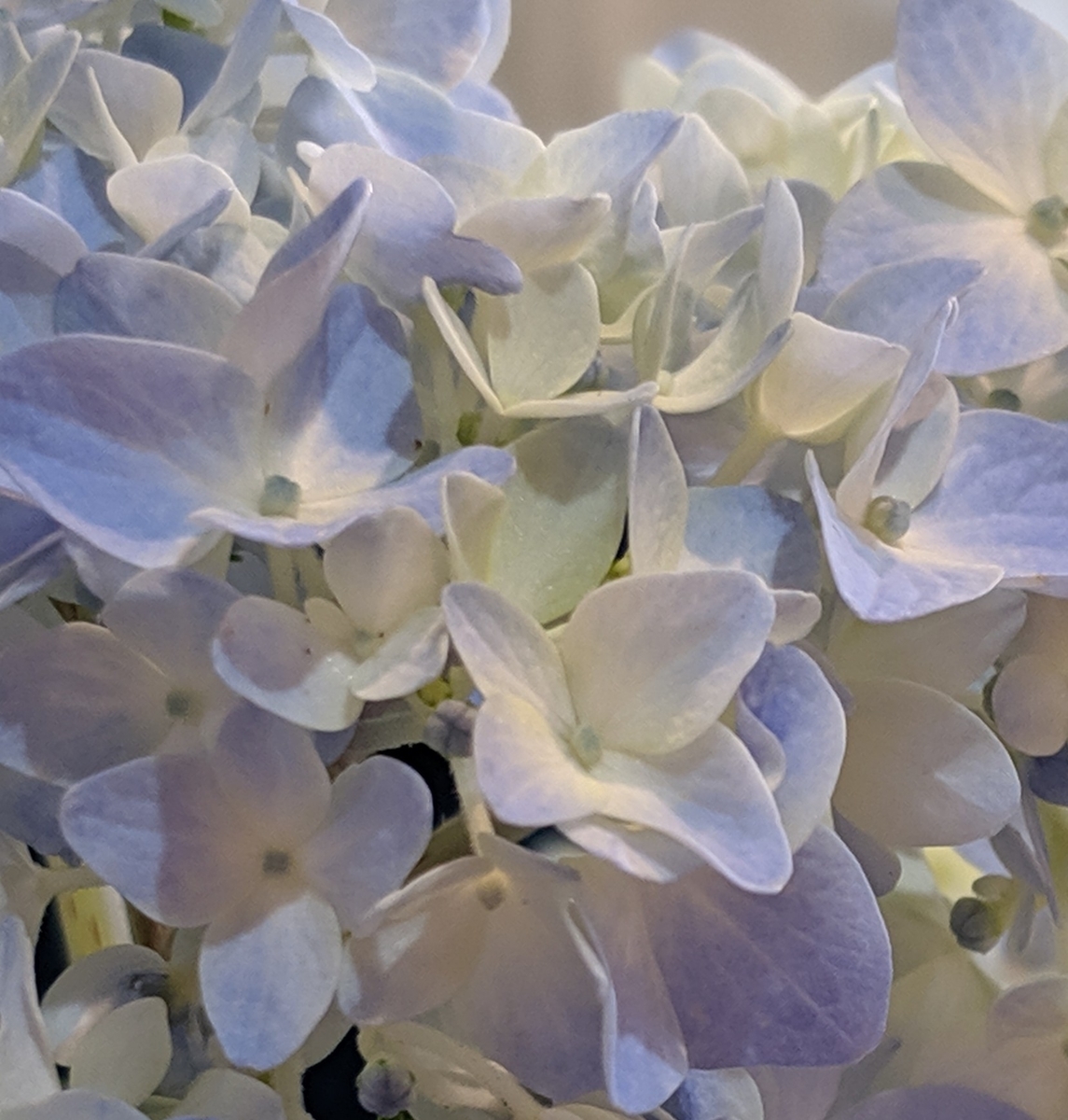 f:id:desertrose2001:20190619135741j:plain f:id:desertrose2001:20190619135741j:plain