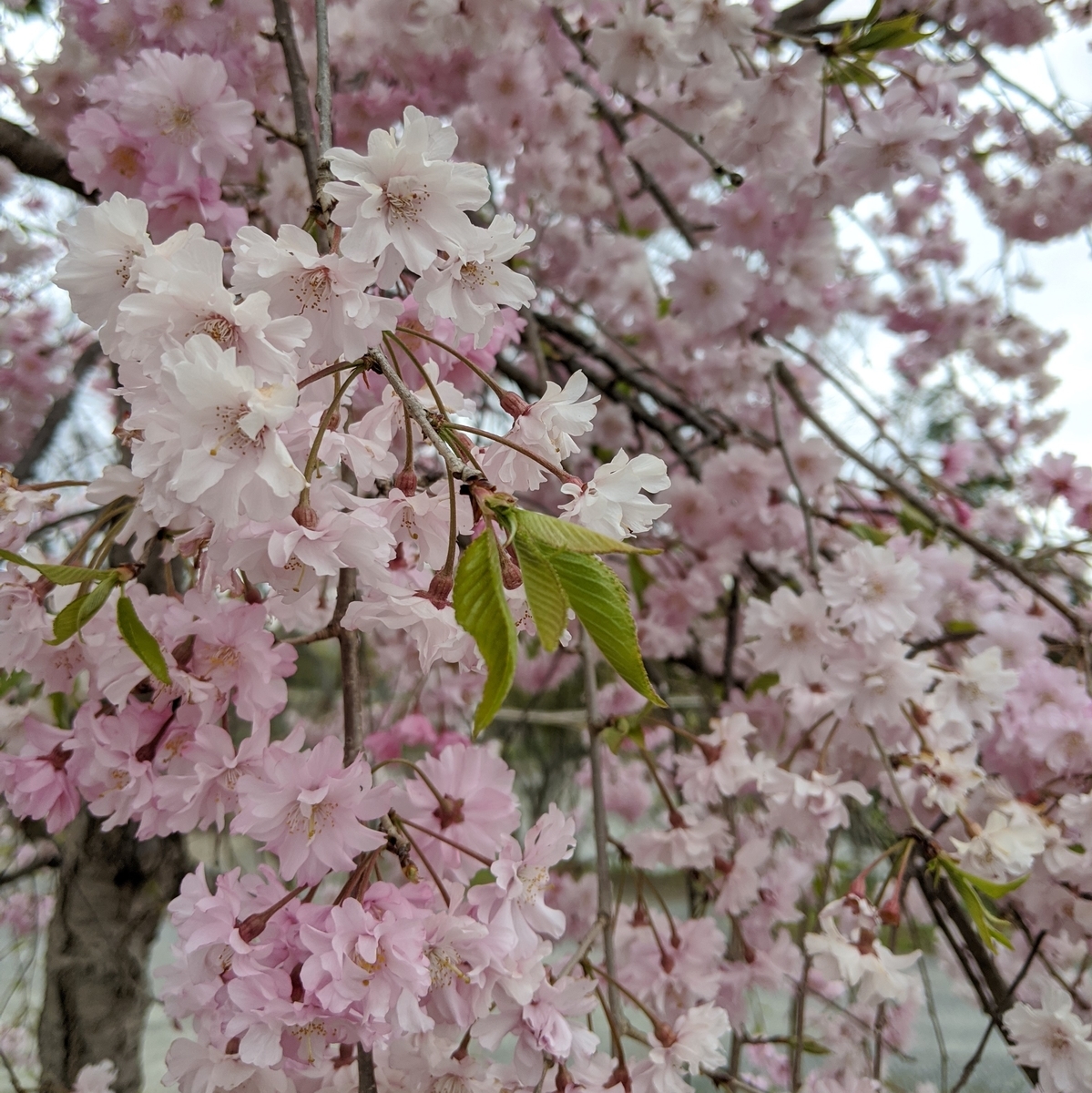 枝垂桜