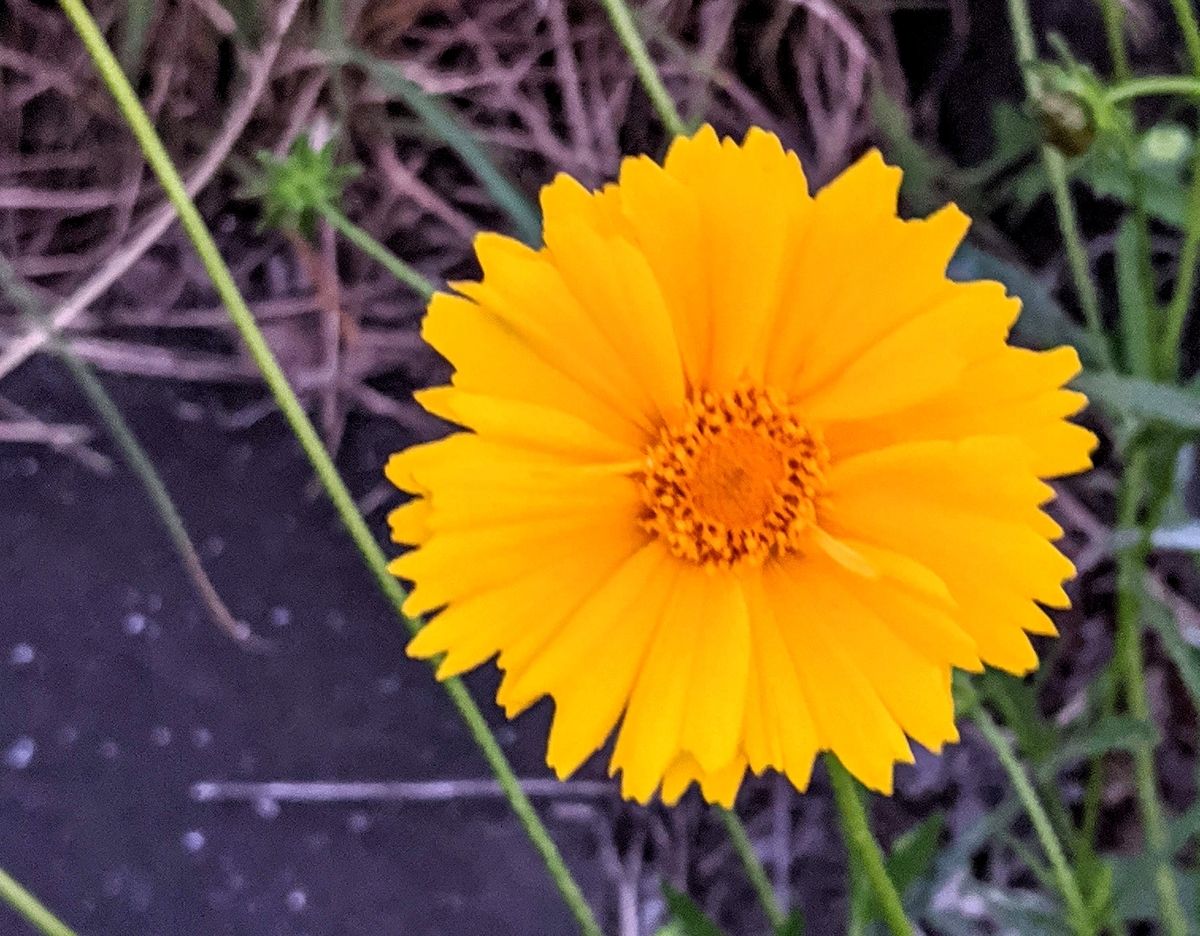 夕暮れの花｜双子座新月の日に