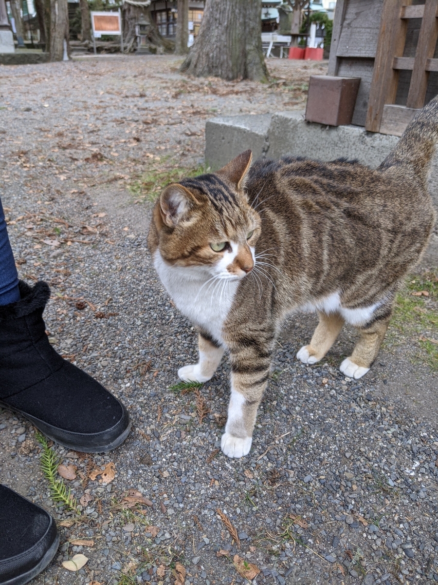 下浅間(小室浅間神社)によくいる猫