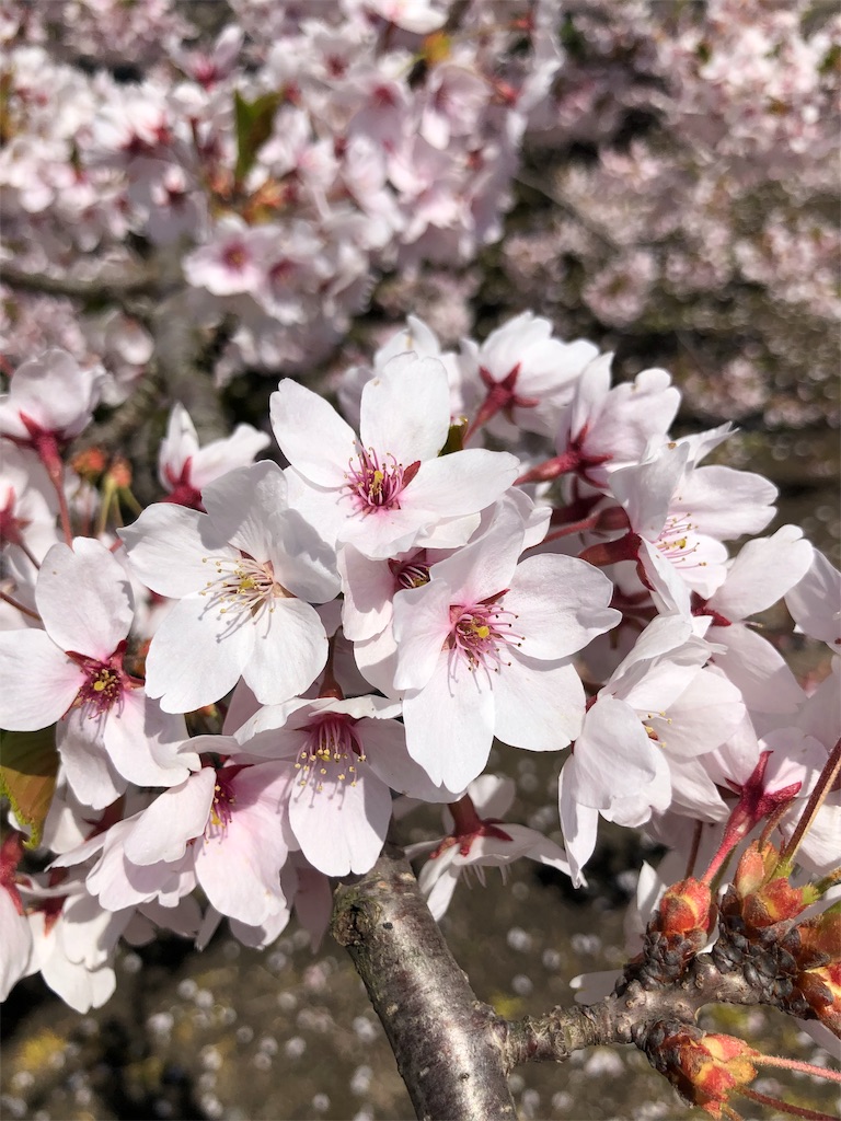 f:id:desutoroihonda:20190430215711j:image