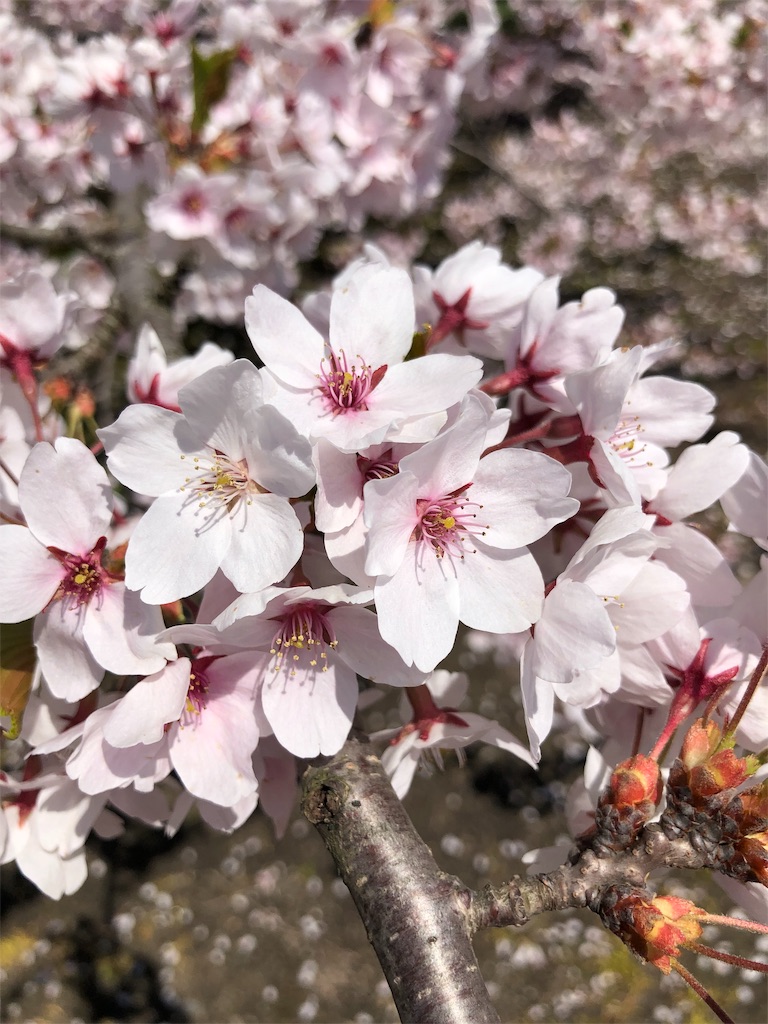 f:id:desutoroihonda:20190503235628j:image f:id:desutoroihonda:20190503235628j:image