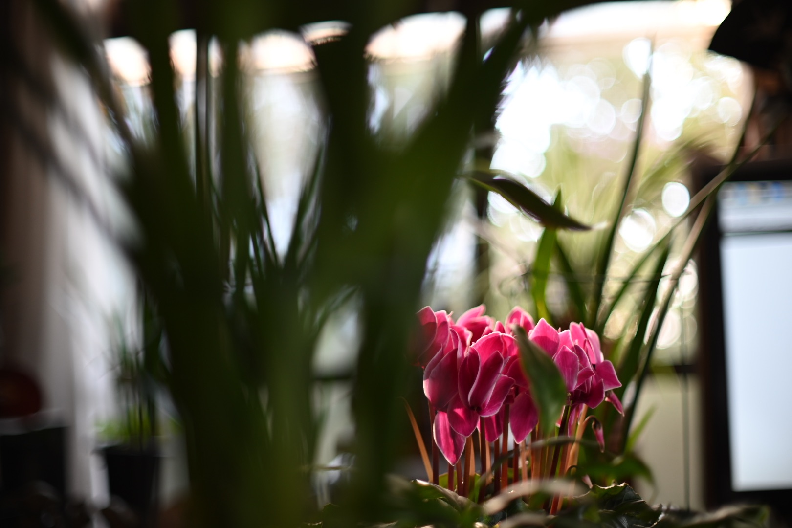 f:id:dettchu:20191231121819j:image f:id:dettchu:20191231121819j:image