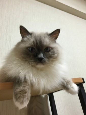 f:id:detti:20160730190333j:image f:id:detti:20160730190333j:image