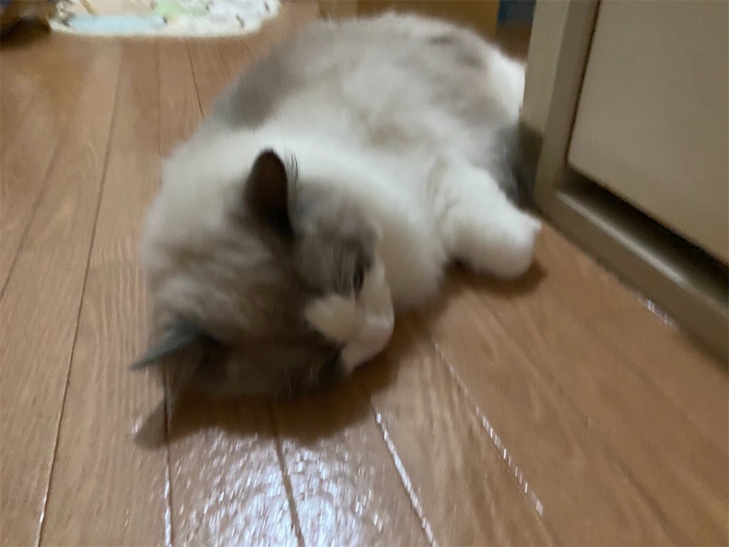 Y子仕事で寂しそうなふくちゃん ふくちゃんの日記