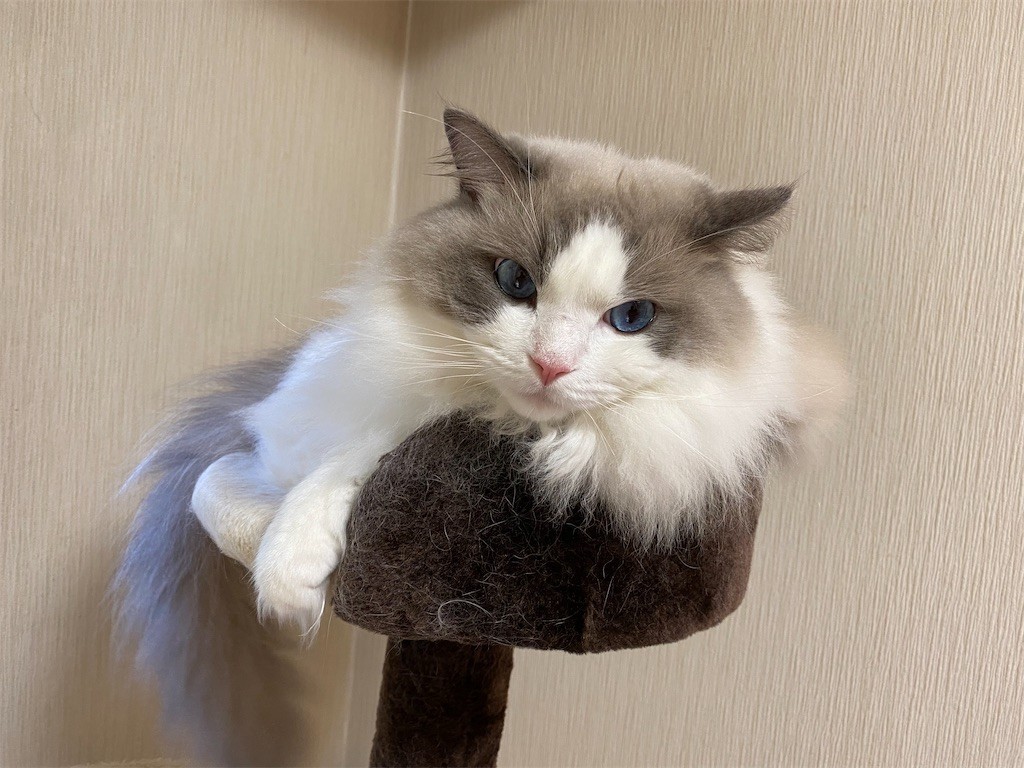 f:id:detti:20210925072403j:plain