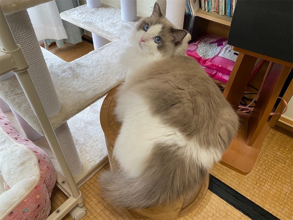 f:id:detti:20210925072406j:plain