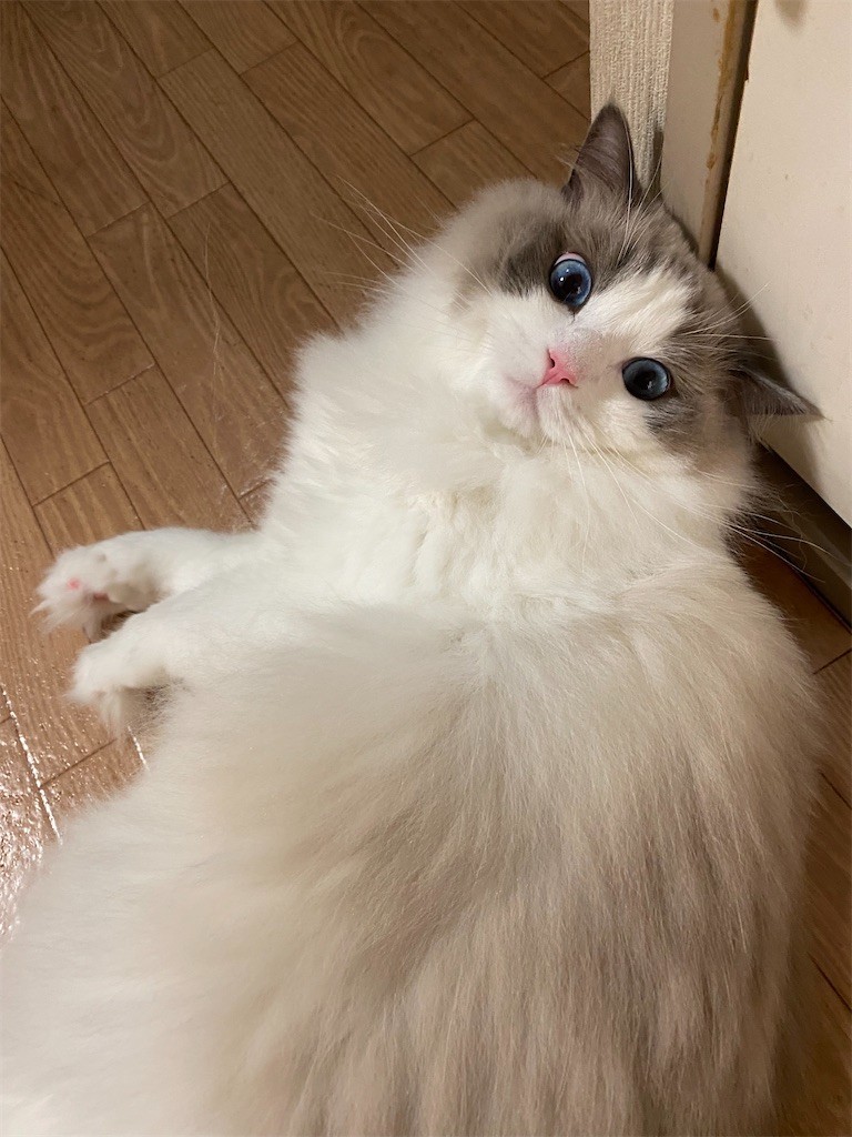 f:id:detti:20210925072414j:plain