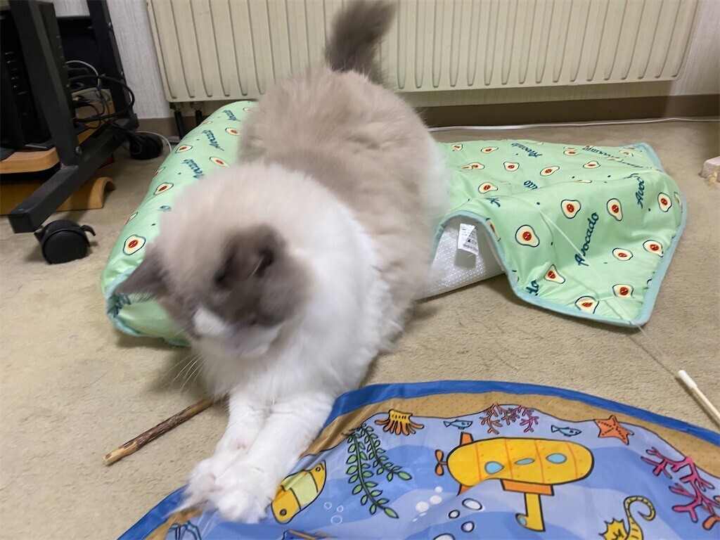 今朝も電動のおもちゃで遊んだふくちゃん - ふくちゃんの日記