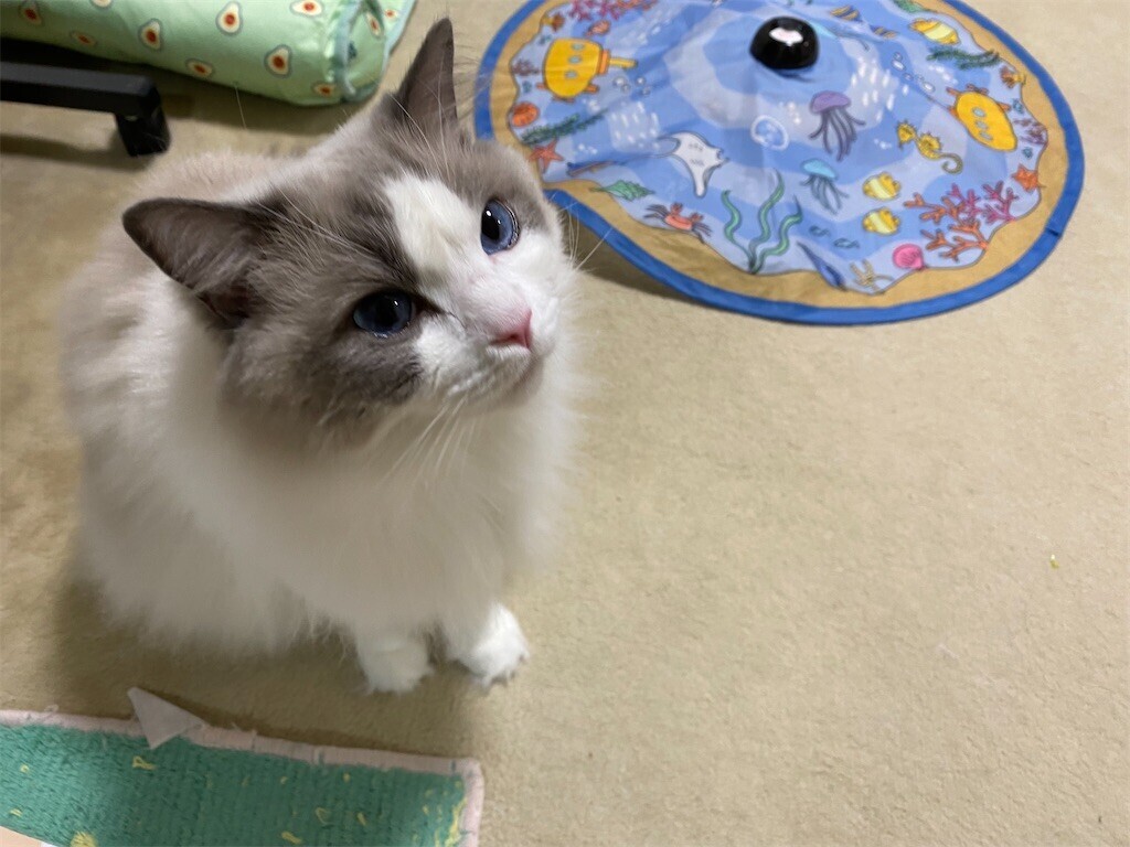 雪の朝、猛然とおもちゃで遊んだふくちゃん - ふくちゃんの日記