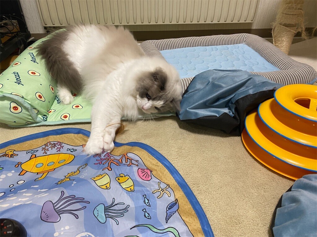 雪の朝、猛然とおもちゃで遊んだふくちゃん - ふくちゃんの日記