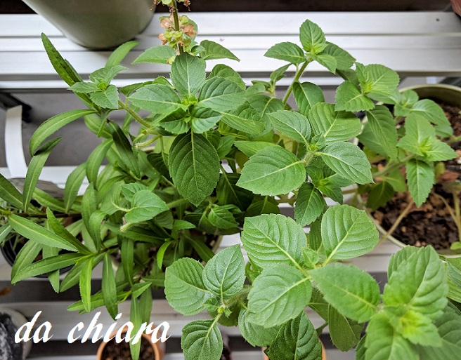 f:id:dettotranoi:20200822225433j:plain