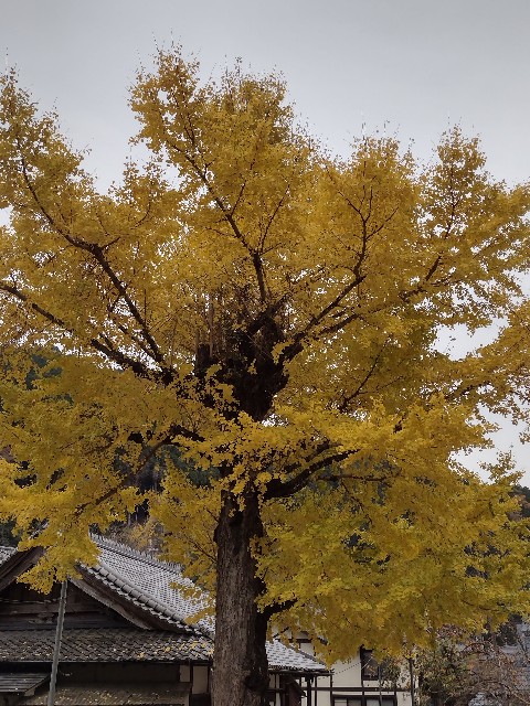 f:id:developingexplorer:20240113203308j:image