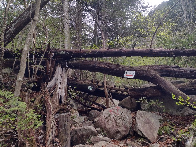 f:id:developingexplorer:20240504183524j:image