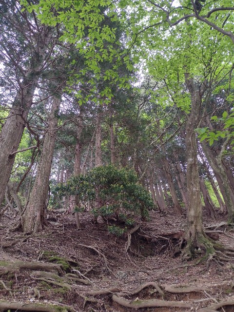 f:id:developingexplorer:20240509060545j:image