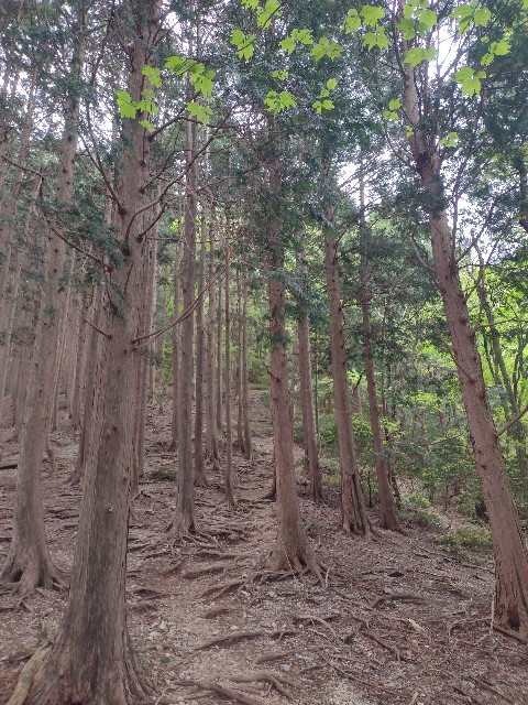 f:id:developingexplorer:20240509060603j:image