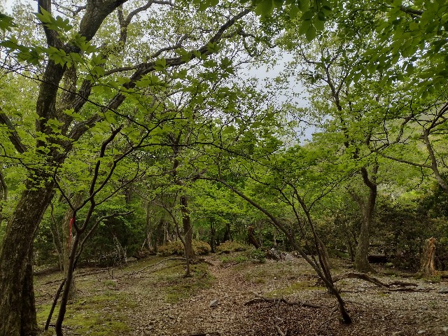 f:id:developingexplorer:20240509060627j:image